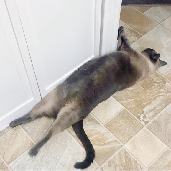 Meet your Posher, Tracy - Picture 5 of 10